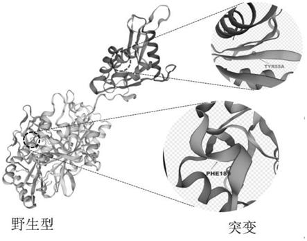 重组鼠白血病病毒逆转录酶突变体、制备方法及应用与流程