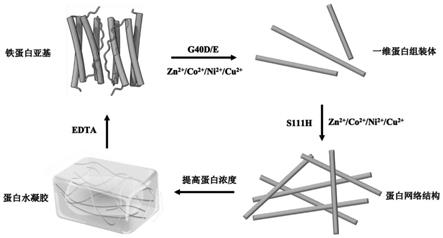 一种通过分子自组装技术实现非变性蛋白水凝胶的构建方法