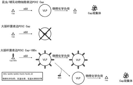 猪圆环病毒2型VLP疫苗的制作方法