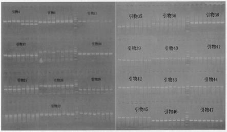 一种白斑狗鱼性别鉴定的方法