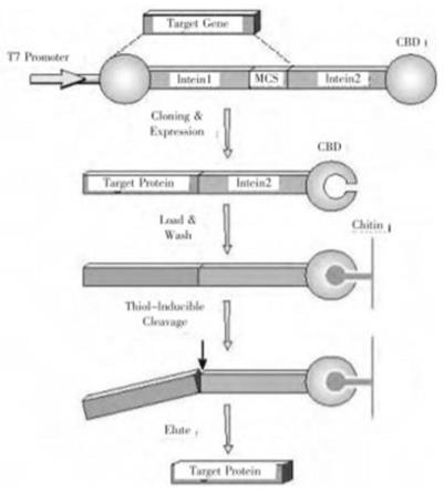 一种Tn5转座酶及其制备方法与流程