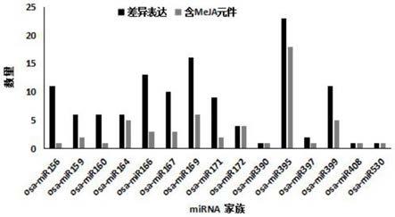 一种水稻茉莉酸相关miRNAs的高通量精准筛选方法与流程