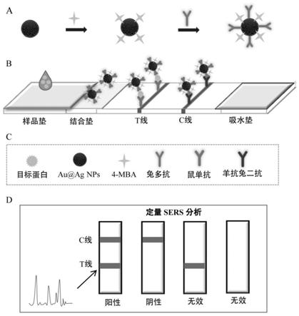 一种检测牛乳过敏原α-乳白蛋白的SERS免疫层析试纸条及其应用