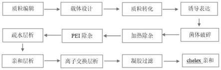 一种DeepVent(exo-)DNA聚合酶的制备方法与流程