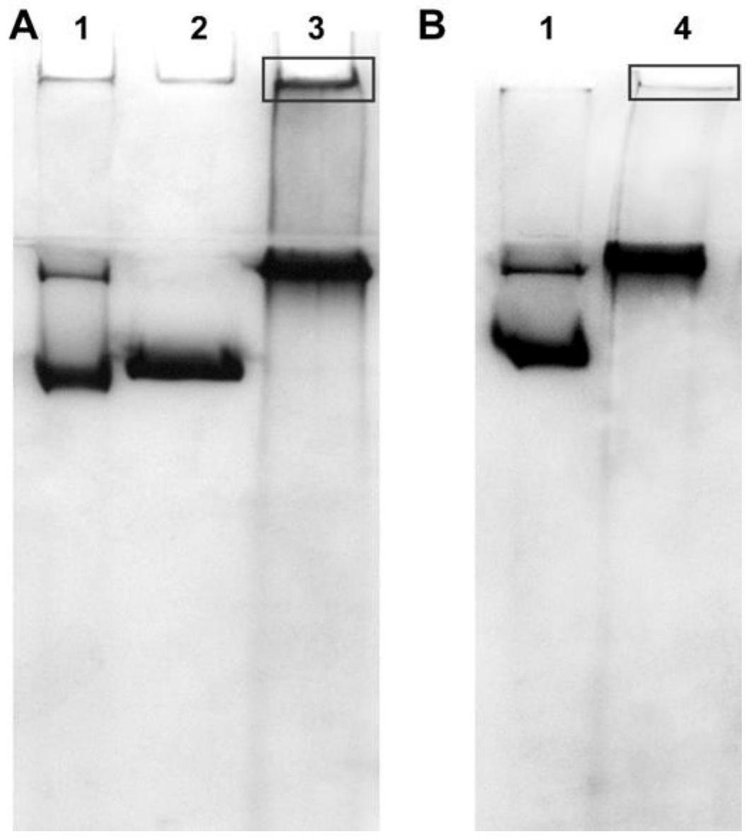 蛋白纳米粒子的制备方法、所得蛋白纳米粒子及其应用