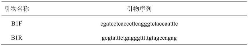 一种用于检测大口黑鲈虹彩病毒的实时荧光RAA引物、探针及试剂盒