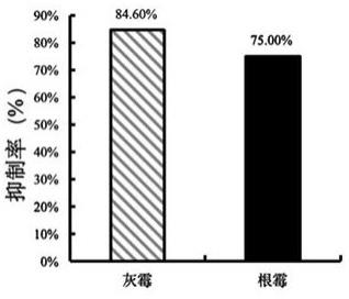 杰米拉类芽孢杆菌W51在草莓和桃采后病害防治中的应用及应用方法