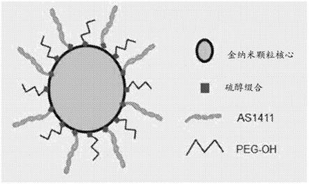 抗核仁素剂-PEG缀合的纳米颗粒