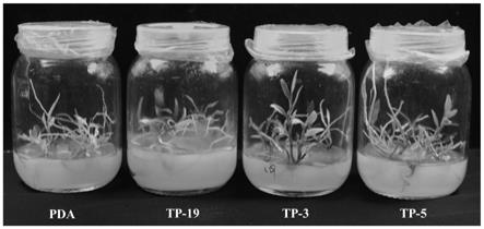 一株具有促进石斛株高生长能力的胶膜菌菌株TP-3及其应用