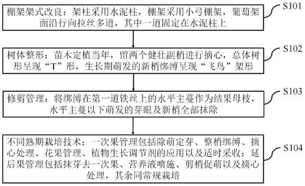 一种葡萄飞鸟架型低主干树形改良方法