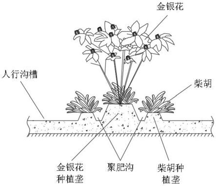 一种金银花林下套种柴胡的种植模式的制作方法