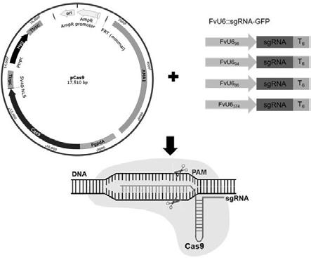 威尼斯镰刀菌内源U6启动子及其基于CRISPR/Cas9的基因编辑方法