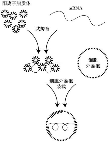 一种细胞外囊泡体外装载mRNA的方法与流程