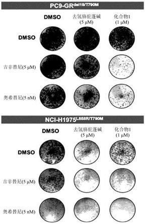 吡咯并吡啶衍生物化合物用于预防和/或治疗癌症的新用途的制作方法