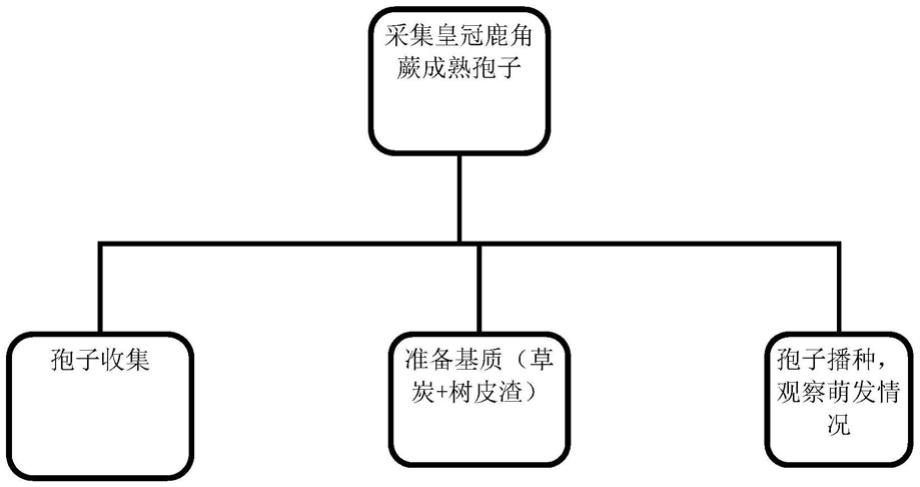 一种皇冠鹿角蕨孢子播种方法