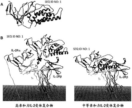 用于癌症免疫治疗的组合物和方法与流程