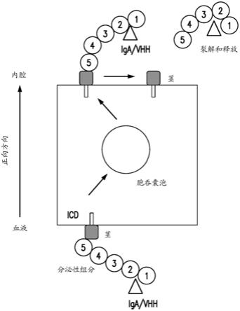 用于多聚抗体受体靶向的材料和方法与流程