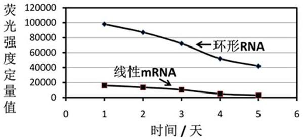 一种环状RNA分子及应用的制作方法