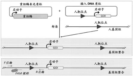 重组酶组合物和使用方法与流程