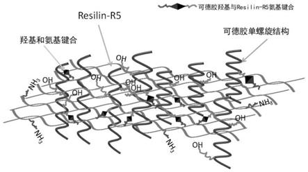 一种可德胶/Resilin-R5复合水凝胶及其制备方法和应用与流程