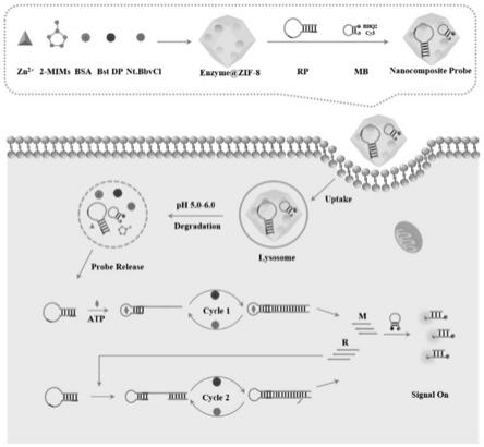 一种酶包埋的ZIF-8/DNA纳米复合探针及其制备方法和应用
