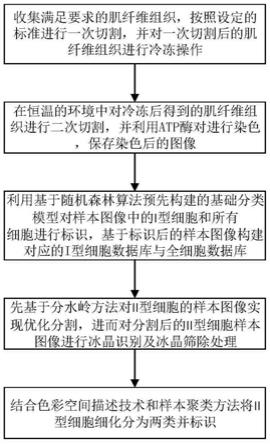 一种基于ATP酶染色的肌纤维细胞图像分类识别方法及系统