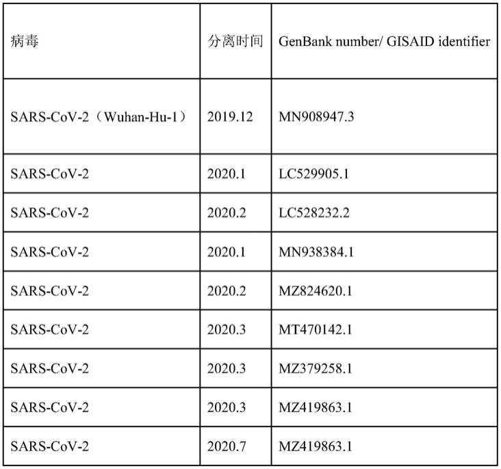 一种新型冠状病毒RT-RPA可视化检测引物探针及试剂盒