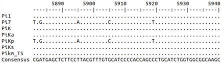 用于鉴定水稻Pik座位多个稻瘟病抗性等位基因的功能标记组、引物组合及其应用