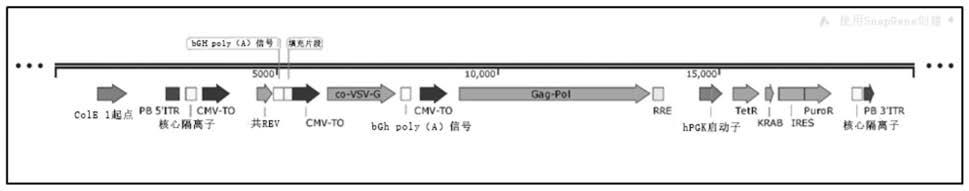 慢病毒载体产生方法及构建体与流程