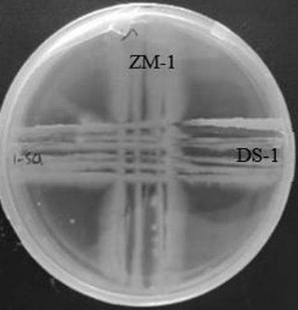 一种防治黄瓜土传病害的微生物有机肥及其制备方法和应用