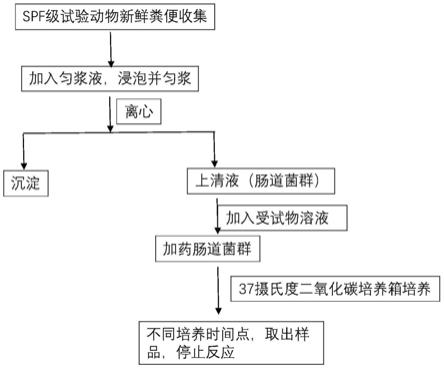 研究药物肠道菌群代谢的体外模型的构建和分析方法与流程