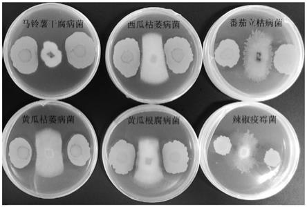 一种具有防治多种植物病原真菌效果的生防菌株及其应用的制作方法