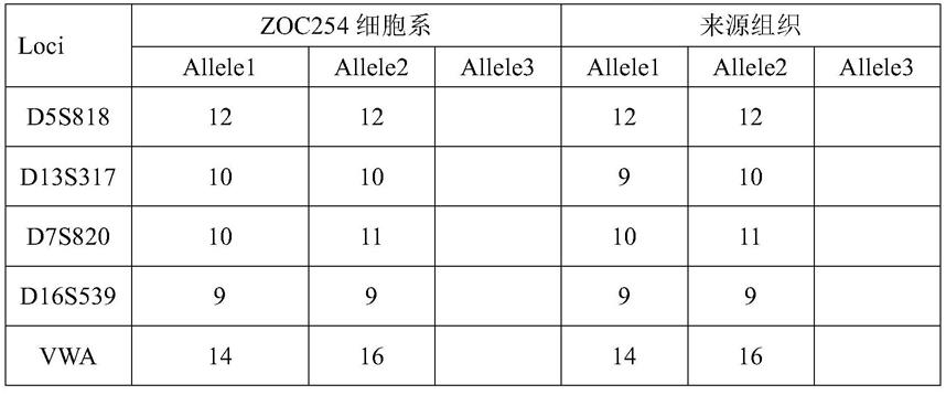 人卵巢鳞癌细胞系及其应用的制作方法