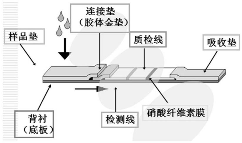 草莓轻型黄边病毒胶体金试纸条及其制备方法与应用与流程