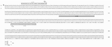 一种瓜类细菌性果斑病菌的RPA检测引物、探针及检测方法