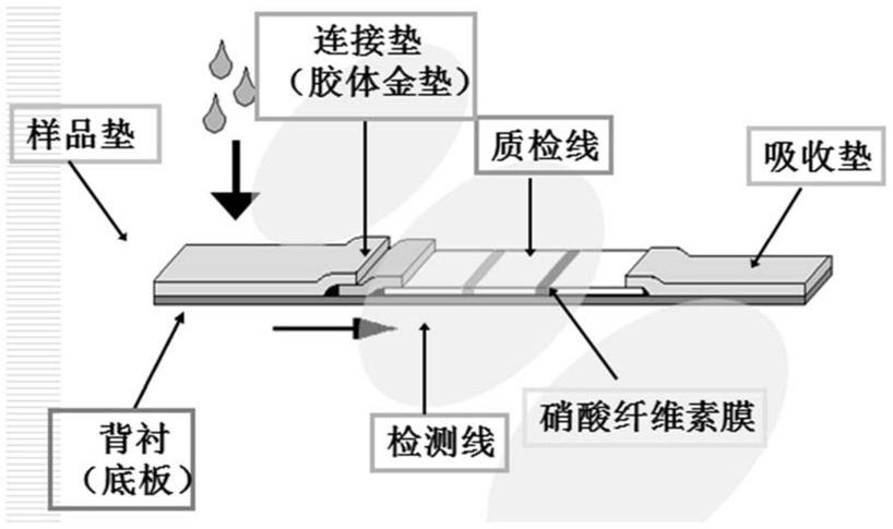 草莓镶脉病毒胶体金试纸条及其制备方法与应用与流程