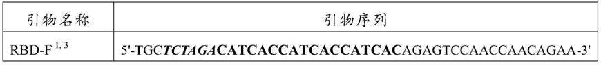 一种SARS-CoV-2细菌样颗粒及其在疫苗中的应用