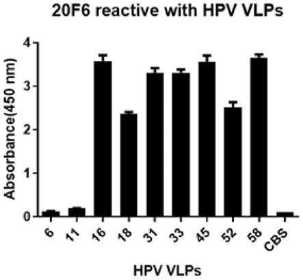 可结合人乳头瘤病毒的抗体20F6及其应用的制作方法