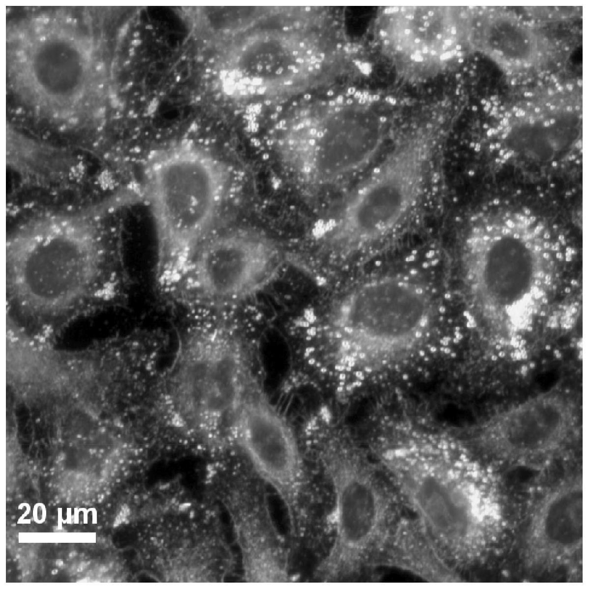 一种在单细胞水平上同时可视化和定量细胞累积金属纳米颗粒的方法