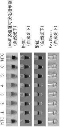 LAMP多维度可视化检测显色指示剂及RNA/DNA检测预混液的制作方法