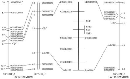 与西瓜绿色花瓣基因Clgf紧密连锁的分子标记及其应用