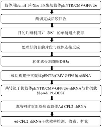 一种牛CFL2基因腺病毒干扰载体及其构建和鉴定方法