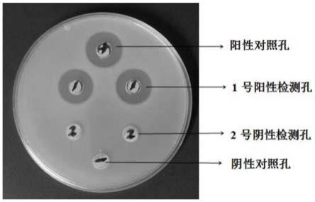 一种快速检测抑菌物质活性的试剂盒及其应用的制作方法