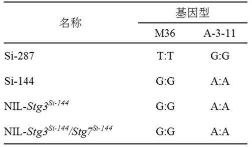 调控玉米叶片衰老的主效QTL及其分子标记和应用