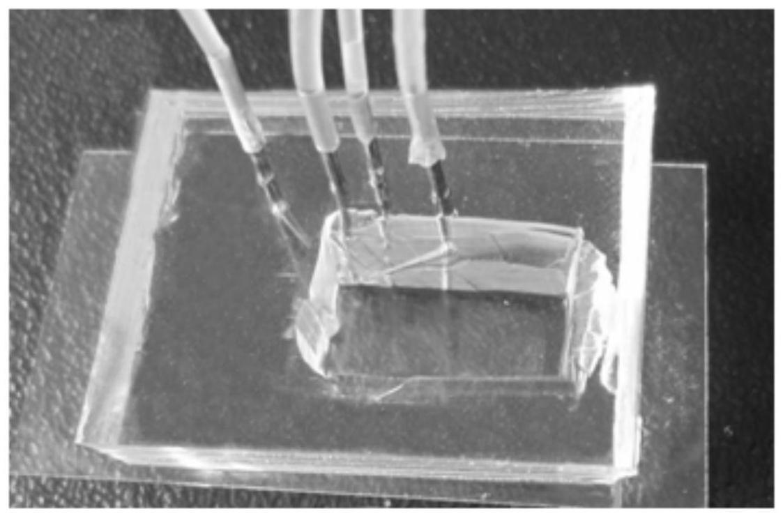 一种可用于线虫显微解剖的微流控芯片