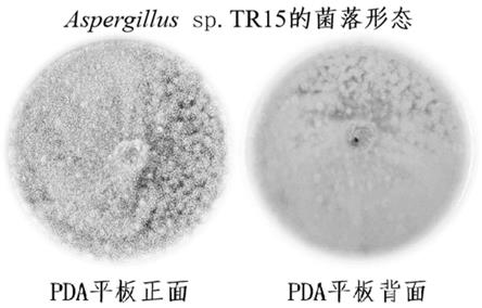 碱蓬来源曲霉菌TR15及其应用