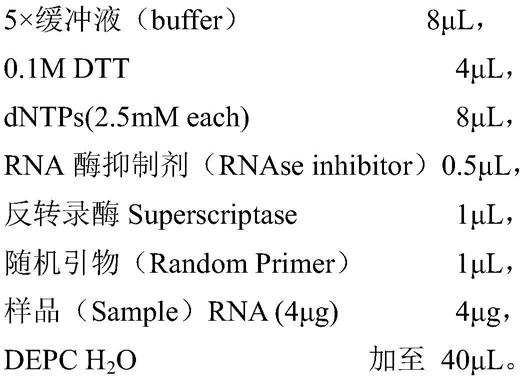 分泌磷酸双(1,3-二氯-2-丙基)酯单克隆抗体的杂交瘤细胞株、单克隆抗体及应用