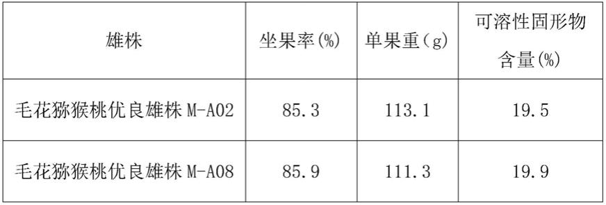 一种花粉形成能力高的毛花猕猴桃父本创制及其应用