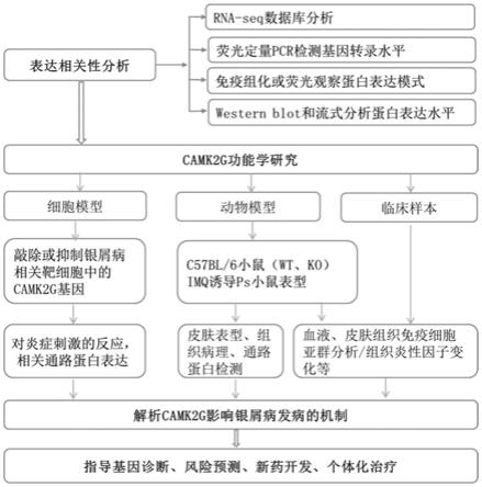 用于抑制CAMK2G表达的制剂在制备用于治疗银屑病的药剂中的应用的制作方法