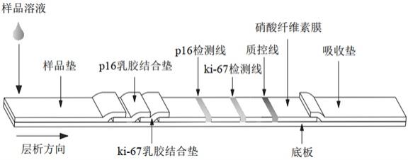 一种家用型宫颈癌筛查试剂卡的制作方法